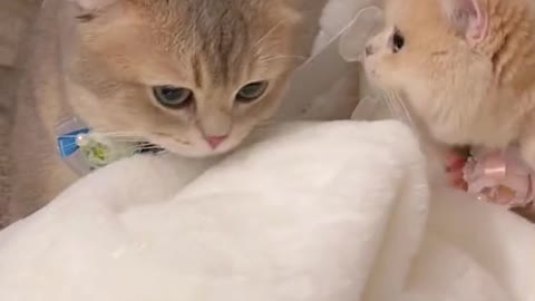 Cat video Playing cute cat video-funny cat video