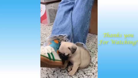 Funniest ever pets video compilation!