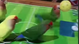 Trained Parrots Competing in Ball Games