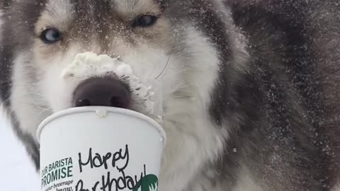 Puppachino and a Winter storm.