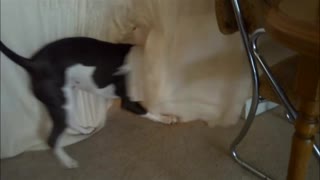 dog plays with blanket wall