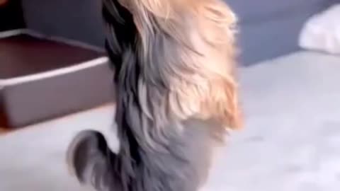 Yorkie dancing to impress owner , cuteness overloaded