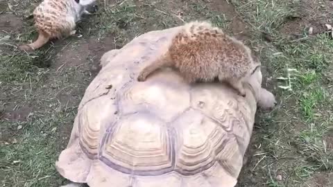 Meerkat and turtle chilling