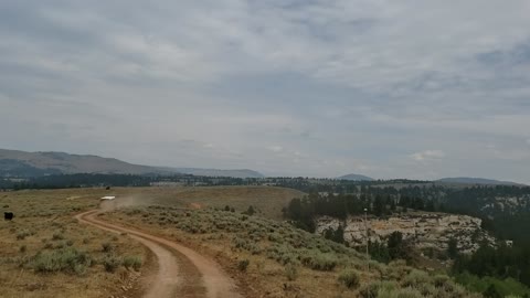 Hauling Cows Up The Mountain 4