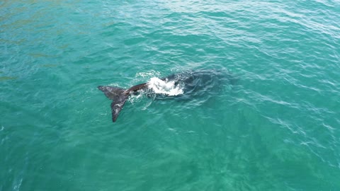 Beautiful whale gracefully surfaces to take a breath