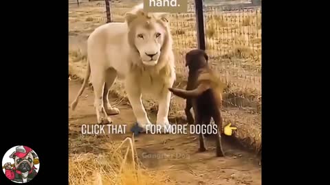 Funny Videos - Dogs are lovely