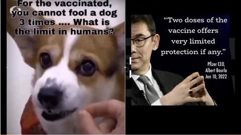 Cant Fool A Dog 3 Times! How About The Double Vaxed?