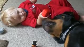 Amorosa rottweiler juega con su mejor amigo bebé