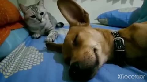 Funny animals cats dogs