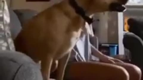 dog watching cricket in television along with owner cutely