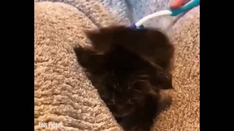 A small cat take a shower and brush with teeth