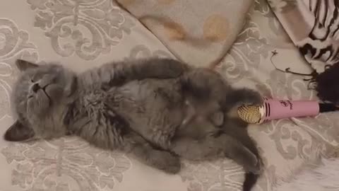 Cute Cat Farts