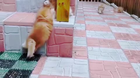 Cute Cats Playing