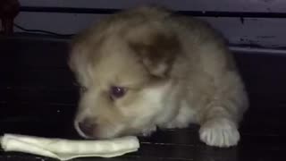 Puppy under table couch chair playing with bone rolled paper