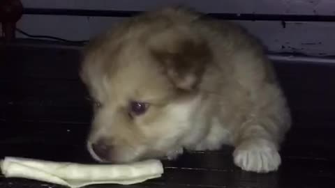 Puppy under table couch chair playing with bone rolled paper