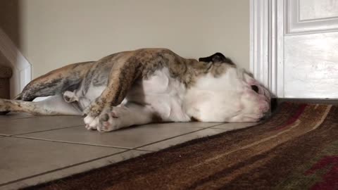 Bulldog Starts His Day With Exercise Routine