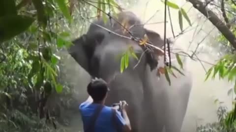 Man controls Elephant from his hand 😮😱