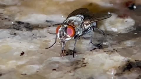 Close Up of Fly Eating on Kitchen Counter