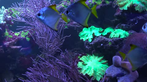 Bright fish swim in the aquarium