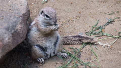 sweet squirrels