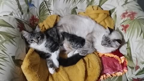 familia de gatos