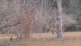 Deer running through the yard