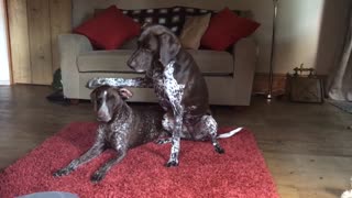 Dog is keen to point out her bestie