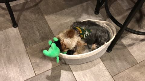 Sitting in a toy basket