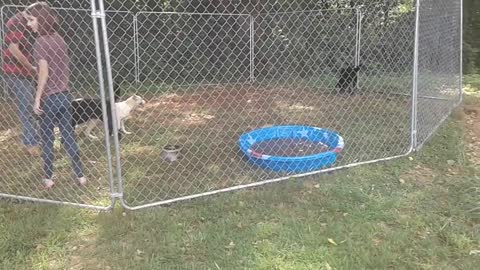 New Pool for the New Puppies - June 2018 ~ part 2