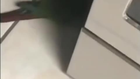 A parrot sleeping in the toilet and another biting his friend