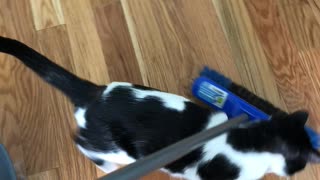 Adorable Foster Cat Helps Out With Chores