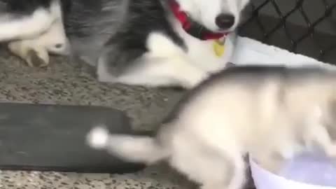 Husky puppy almost drowned in a plate of water