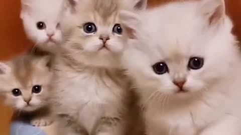 Cute Kittens in Sync
