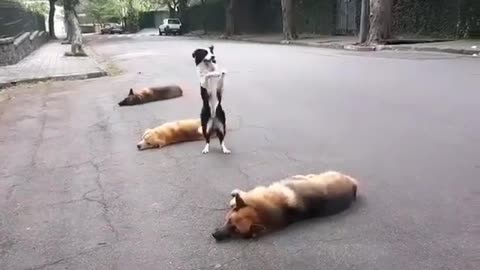 Stubborn Husky throws hilarious temper tantrum at the Road