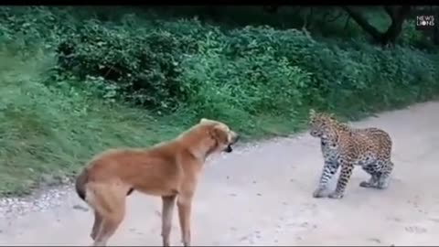 The tiger doesn't eat anymore, the dog ... barking too good
