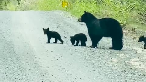 Black Bear Crosses Road With Her Cubs