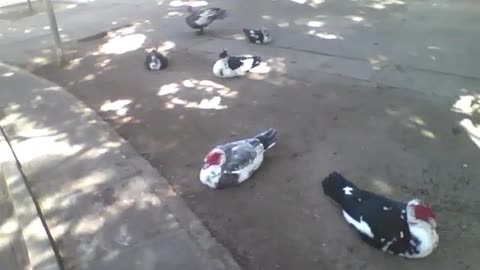 Os patos só querem descansar no parque, embaixo de uma árvore! [Nature & Animals]