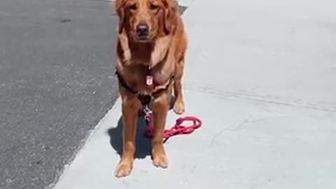 Dog walks it self