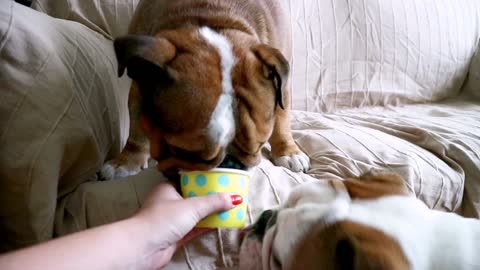 English Bulldogs eating Ice Cream