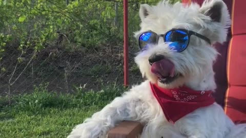 Dog eating Oreo ice cream like a boss