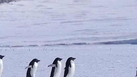 Lots and lots of penguins, running together. To catch fish in the sea。