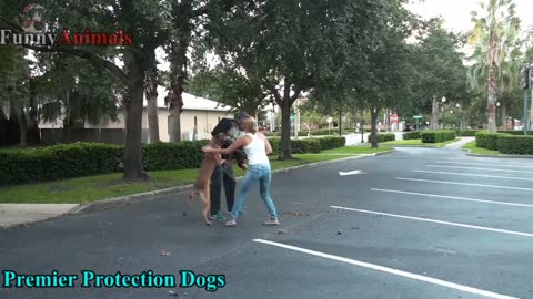 Dogs Protecting Their Owners - dogs that are better than guns! Dog Training ]