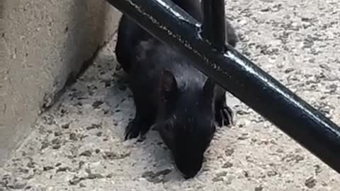 Urban Animals - Squirrel Eats Granola on Stairs