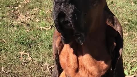 Dog balances cupcake on nose, fails to catch it