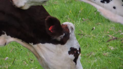 Male Cow Shows Affection Towards His Wife By Mouse Licking