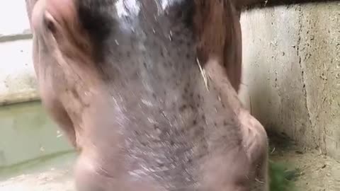 The breeder feeds the leek to the hippopotamus