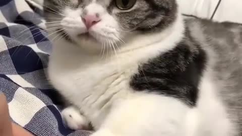 When You Try To play with Cat and She bite you