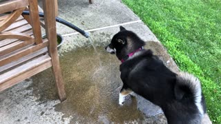 Shiba Inu Attacks Water