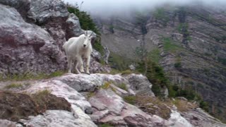 Mountain Goat Blocking our Backpack Toward Gunsight Pass