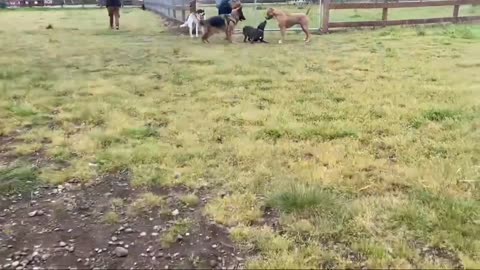 German Shepherd Attacks Pitbull [OFF LEASH DOG PARK] Part 1🗣️